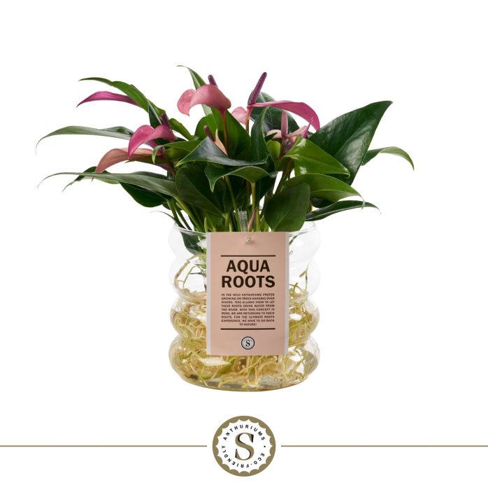 Aqua Roots Riccio glas Zizou, D 12