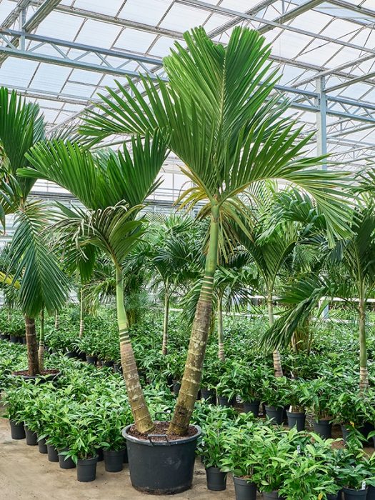 Areca catechu, D 60