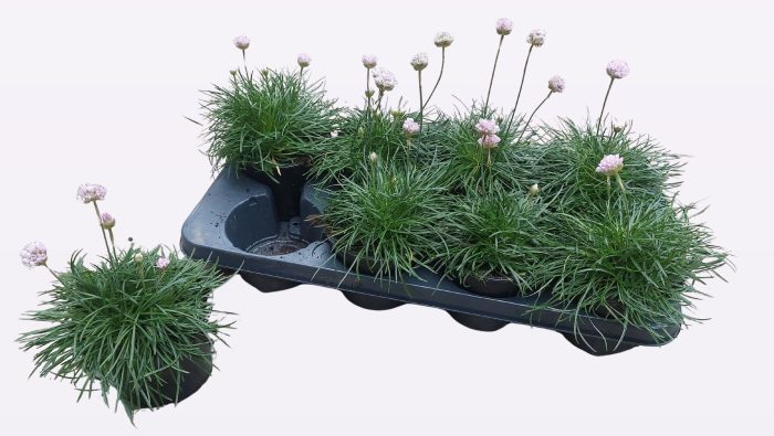 Armeria maritima pink, D 13