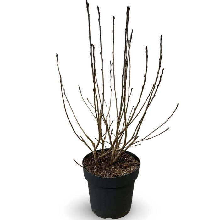 Aronia prunifolia 'Viking', D 32