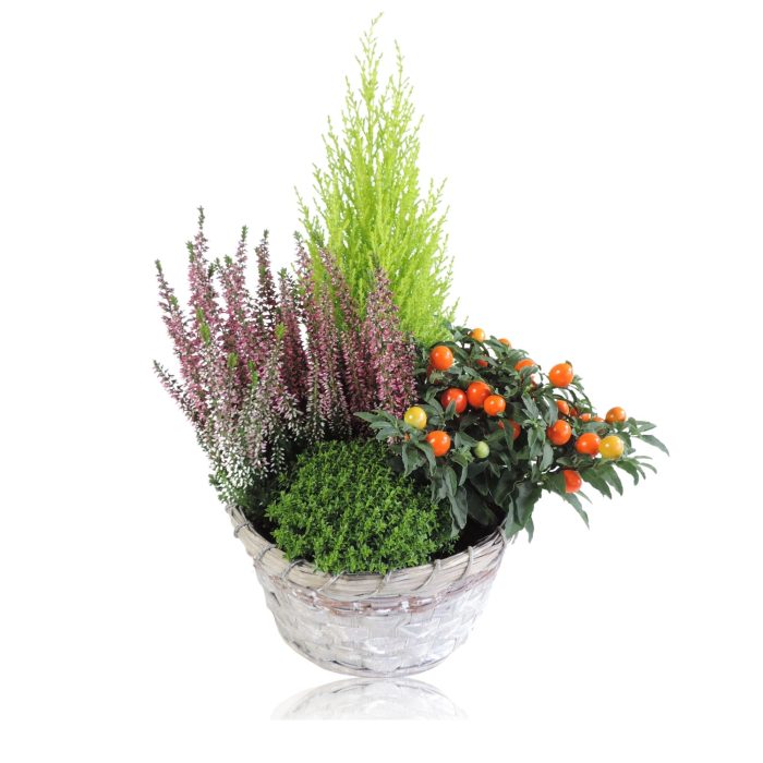 Arrangement Autumn in Mand Jakarta 20 cm, D 20