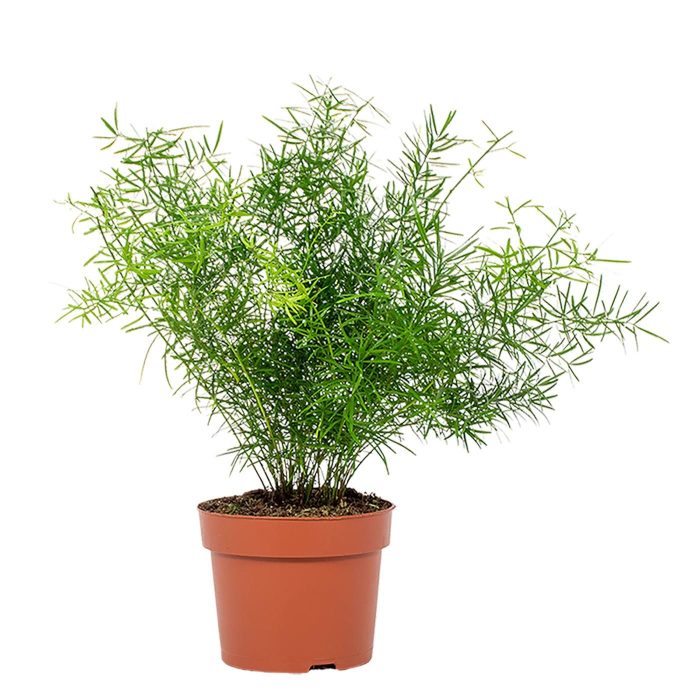 Asparagus Sprengeri 12cm, D 12