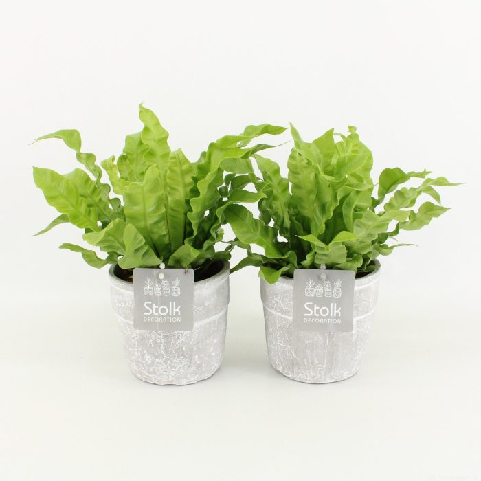 Asplenium Crispy Wave in Stone Look pot, D 13
