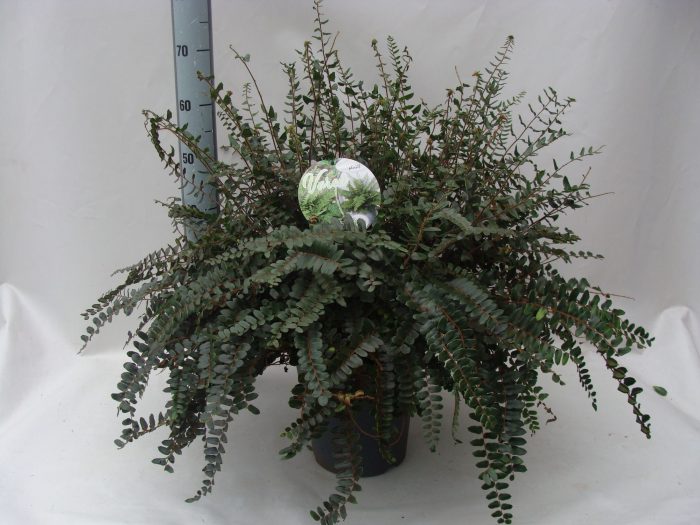 Asplenium Pellaea rutundifolia 17, D 24