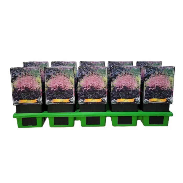 Astilbe 'Flamingo'® P11, D 11