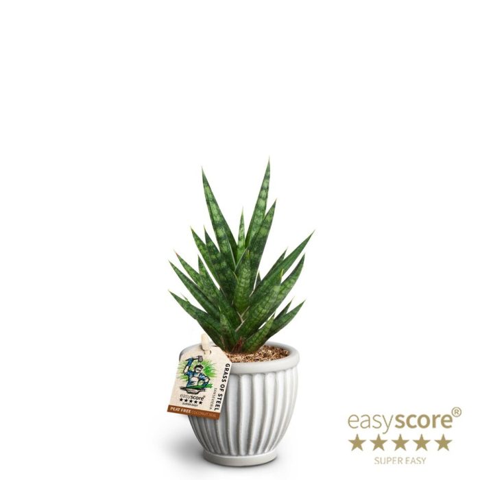 Athena, Sansevieria ´Francissii´, D 7