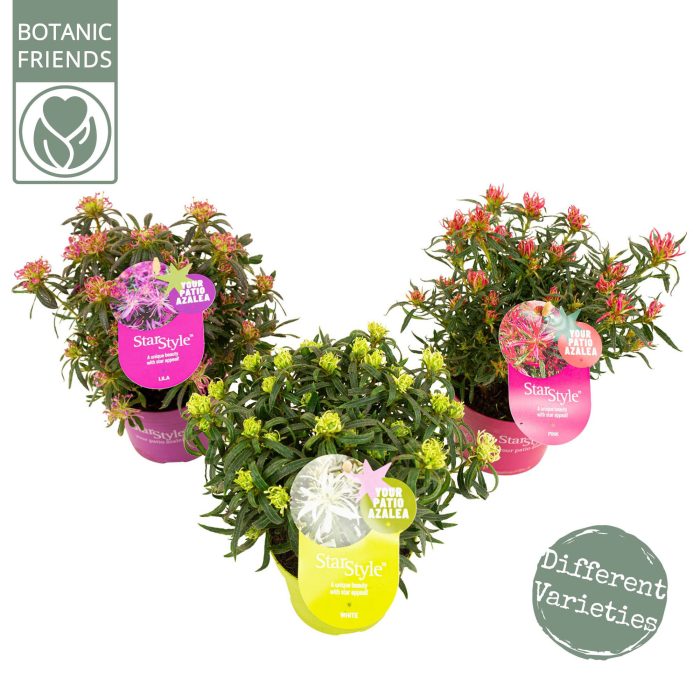 Azalea 'Starstyle Mix' ®, D 10,5
