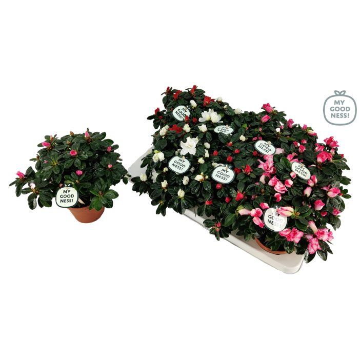 Azalea 17 /P12 'Mix CC' V kleurtonend (Premium), D 12