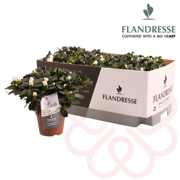 Azalea Flandresse® 'Innocent White' 22 - 25 cm, D 12