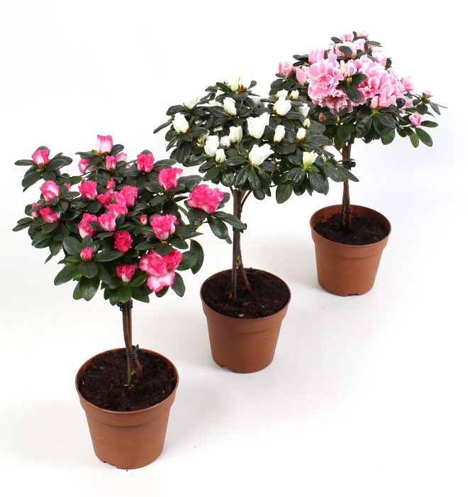 Azalea Hoogstam Wit\\/Rose\\/Zalm\\/Bont\\/Rood., D 12,5
