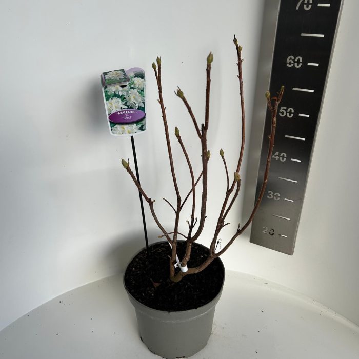 Azalea knaphill Persil, D 23