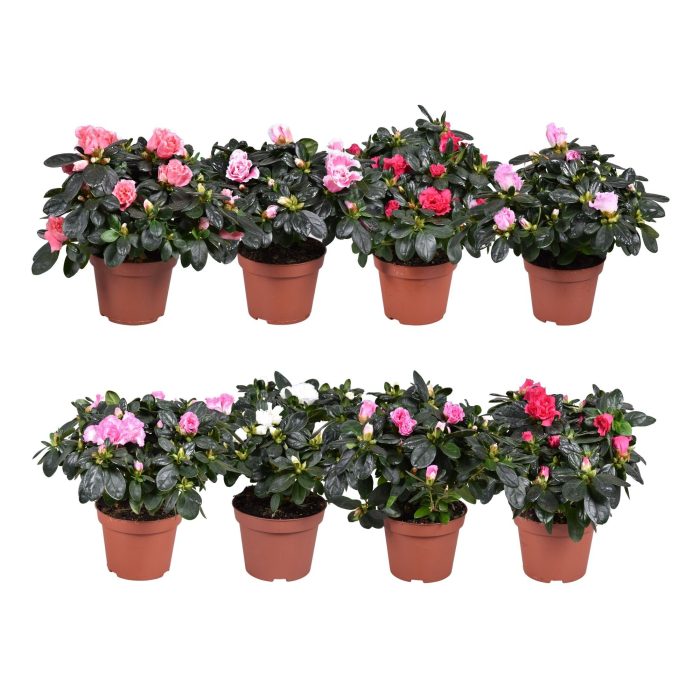 Azalea Vogel gemengd 11cm, D 11