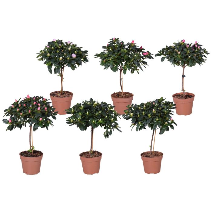 Azalea Vogel op stam gemengd 13cm, D 13
