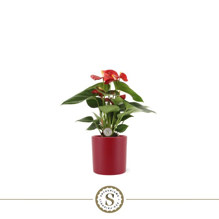 Bari keramiek 9cm Red, D 9
