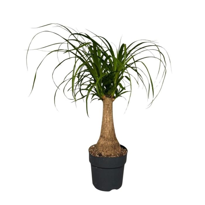 Beaucarnea Recurvata, D 17