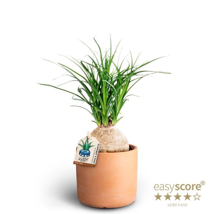 BEAUCARNEA RECURVATA 40903059 Raw Terracotta Beauca, D 9