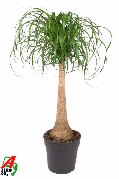 Beaucarnea stam P27 - 2ft, D 27