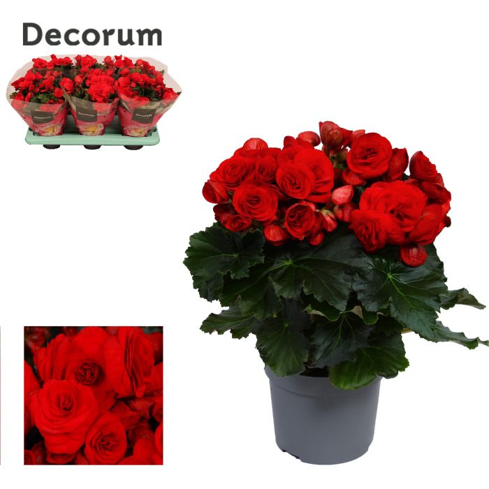 Begonia ''baladin'' rood 13cm Decorum, D 13