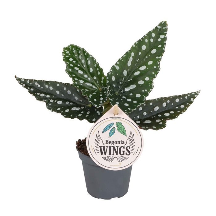 BEGONIA MACULATA 'WINGS SILVERSPOT', D 6