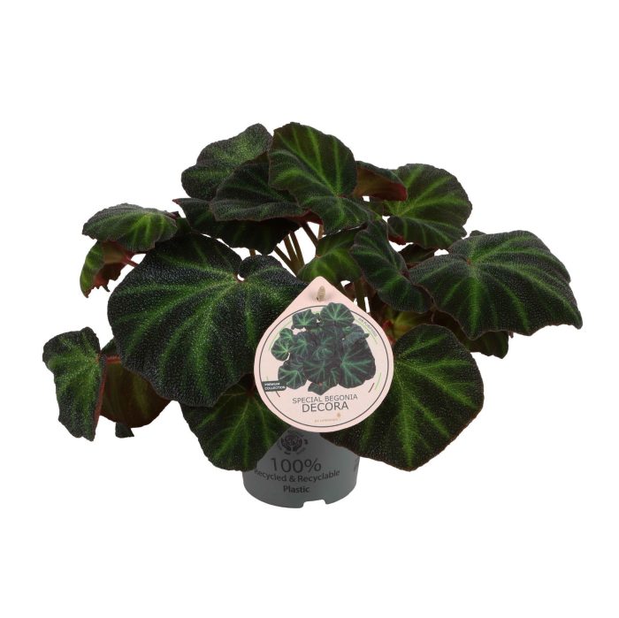 Begonia Special Decora 12cm, D 12