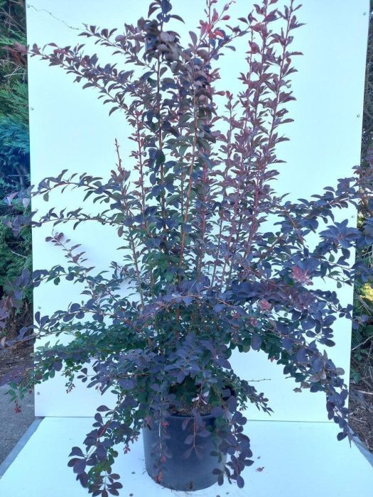 Berberis ott. 'Auricoma', D 40
