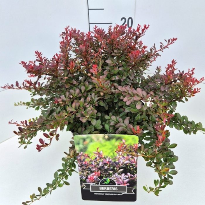 Berberis thunb. 'Atropurpurea Nana', D 28