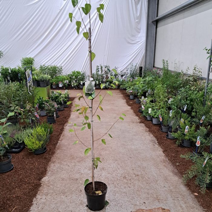 Betula utilis jacquemontii, D 26