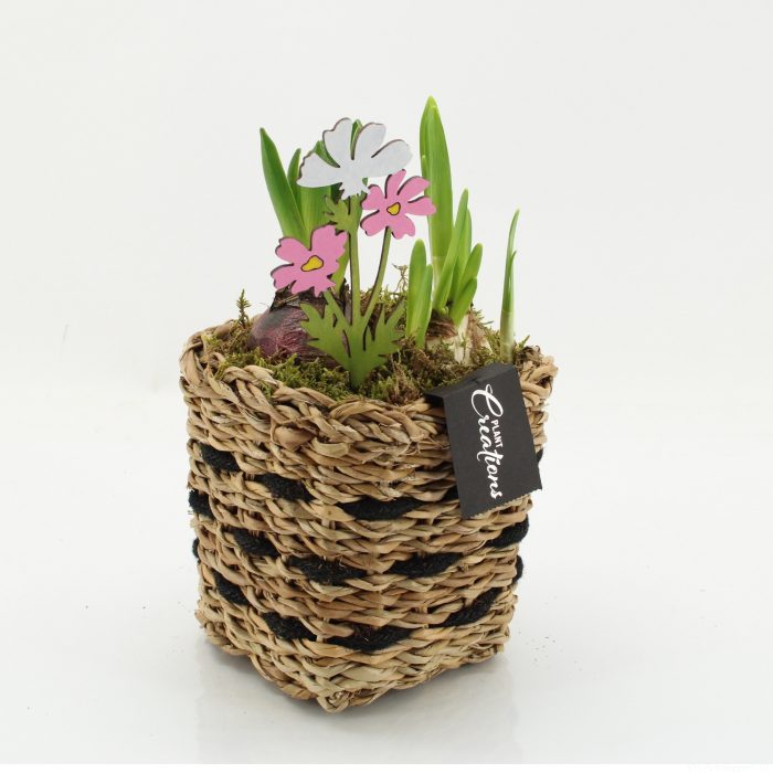 BLCR-2612 Bulbs creations, D 12