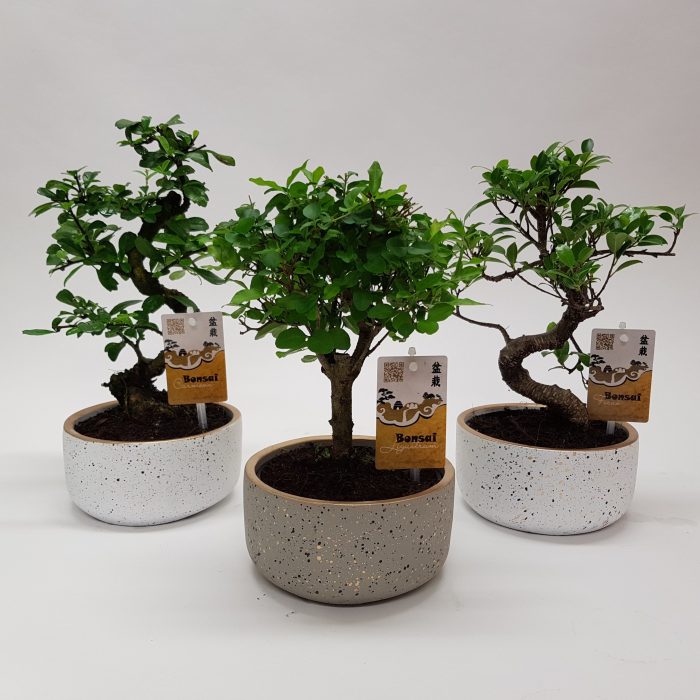 Bonsaimix 'Sparkling Gold' 15 cm, D 15