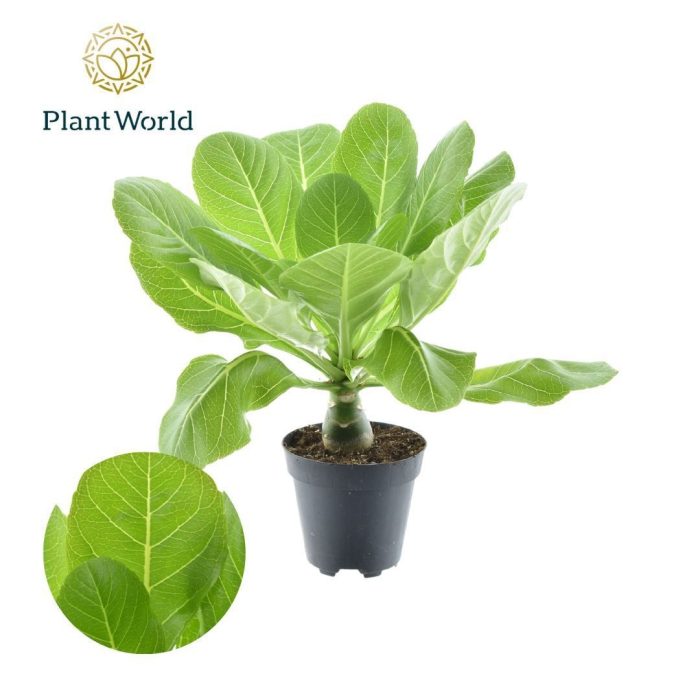 Brighamia insignis 'Hawaii Palm' P12, D 12