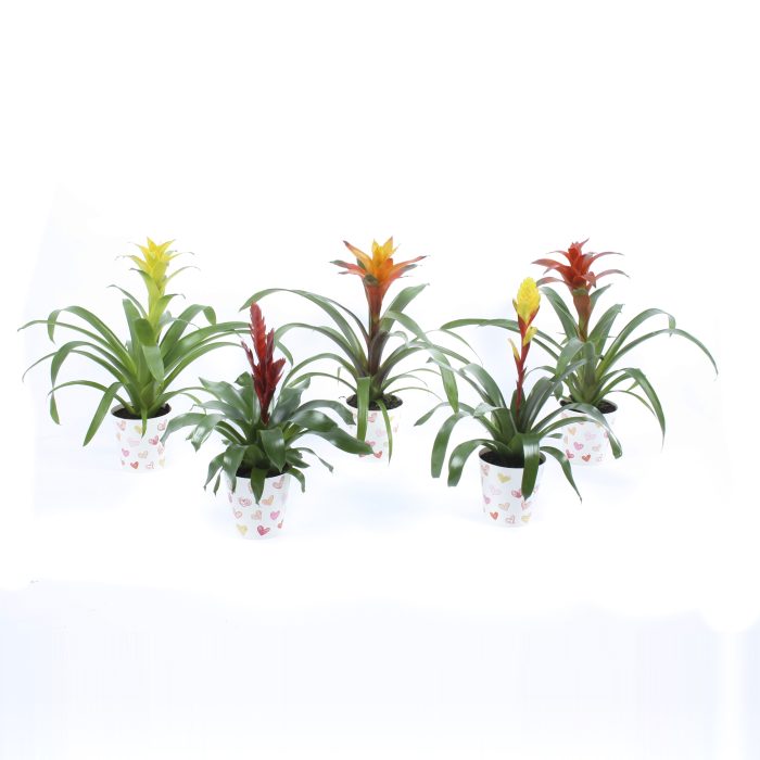 Bromelia mix in hartjescover, D 12,5