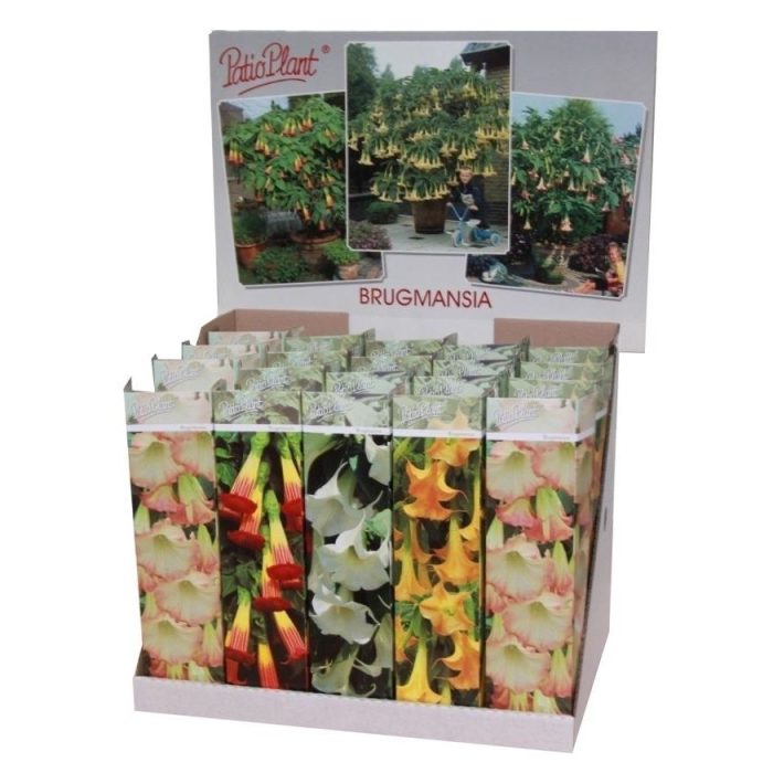 Brugmansia mix, D 9