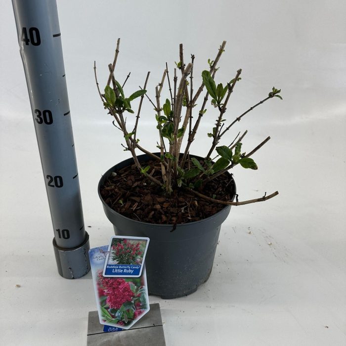 Buddleja d. Butt. Candy® Little Ruby ('BotEx 006'PBR), D 23