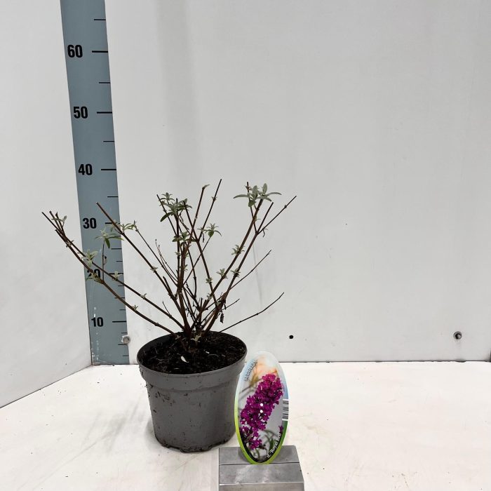 Buddleja dav. 'Royal Red', D 17