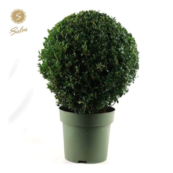 Buxus semp. Ball Ø45cm P27, D 27
