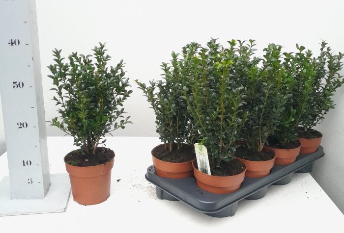 Buxus sempervirens 20-25cm struik, D 13