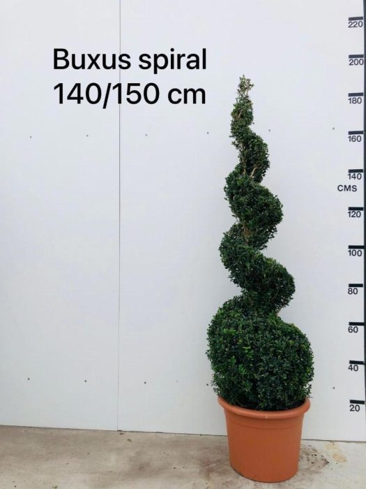 Buxus sempervirens, spiraal, D 42