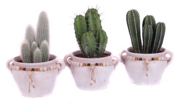 Cactus 15 cm in teno kruik, D 24