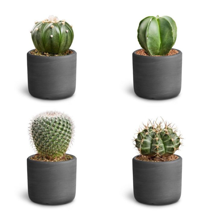 Cactus Mix 30680650 Raw B Cactus 6cm, D 7