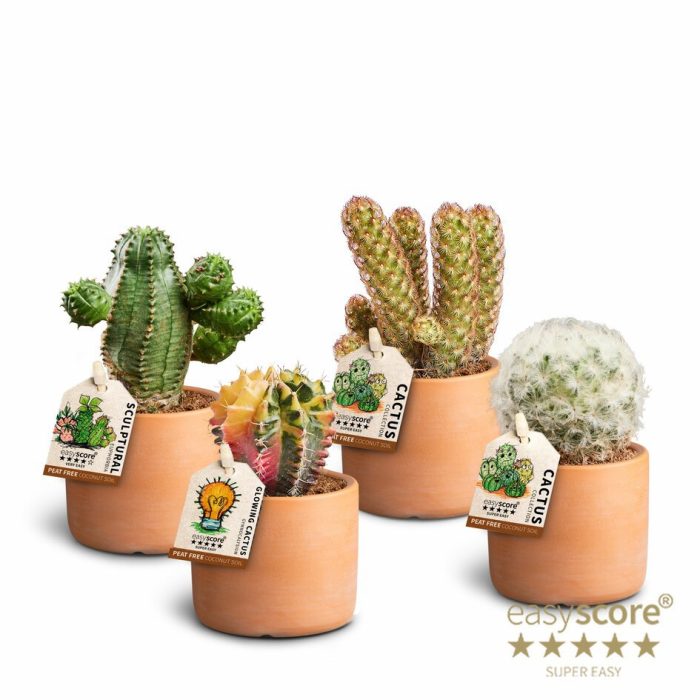 Cactus Mix 30680659 Raw T Cactus, D 7