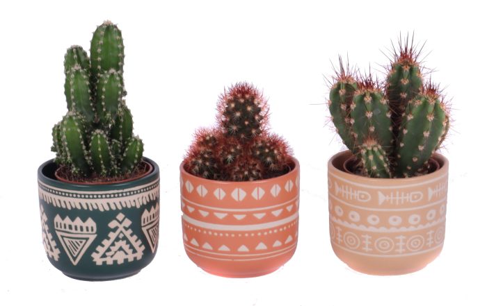 Cactus mix 5,5 cm in vanuatu pot, D 7