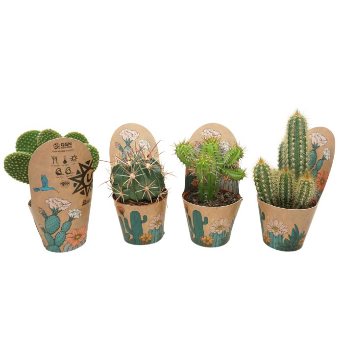 Cactus mix 8,5 cm in Ubink potcover, D 8,5