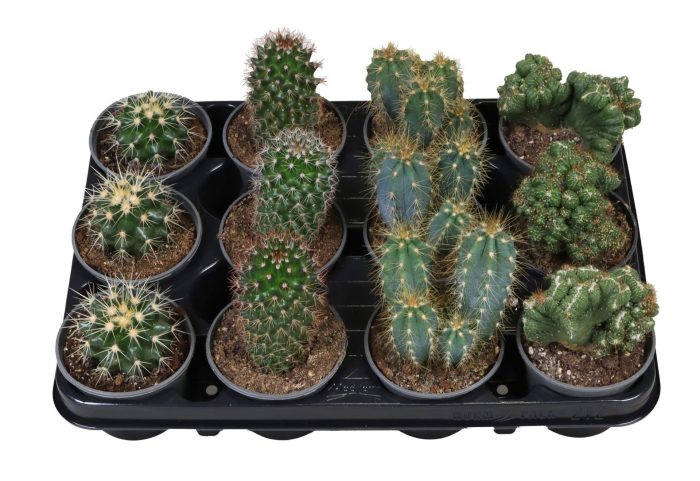 Cactus Mix 9 cm, D 9