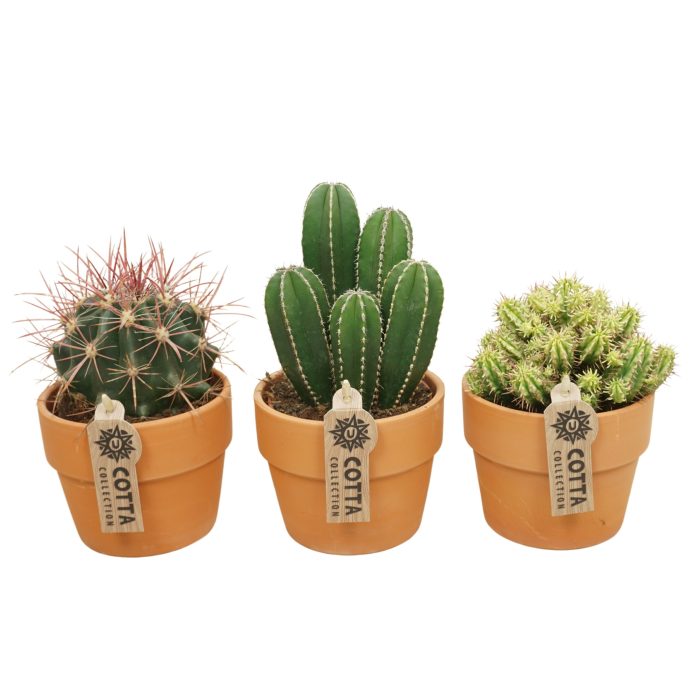 Cactus mix in 12 cm 'Terracotta Kraagpot', D 10,5