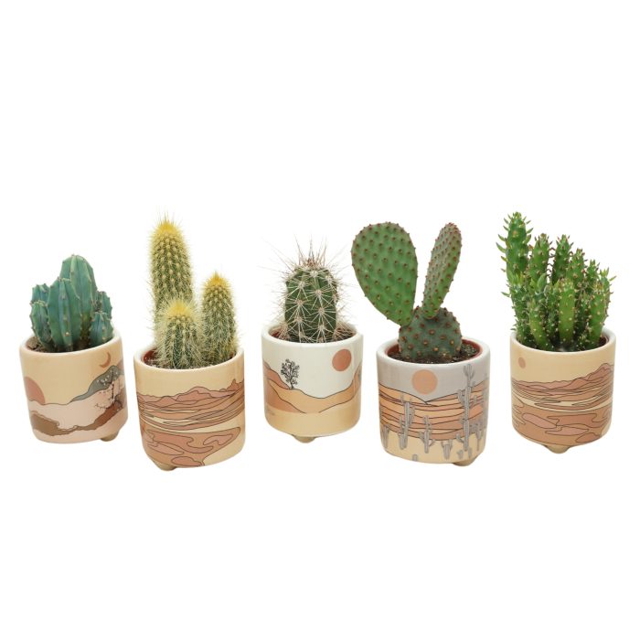 Cactus mix in 6 cm 'Palm Mar' sierpotje, D 5,5