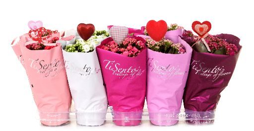 Calandiva 12 cm Moederdagmix + Steker, D 12