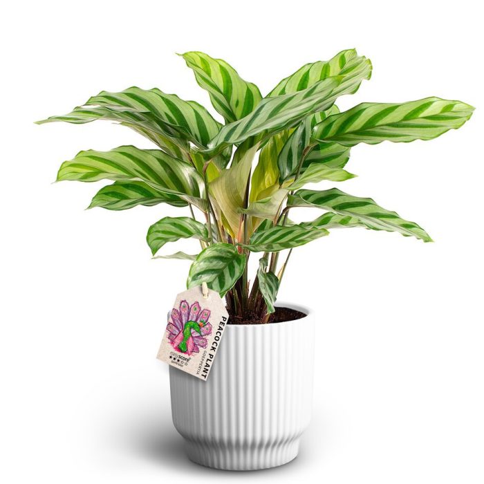 CALATHEA SPECIES 41110260 Nordic White Freddy, D 12