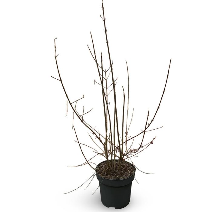 Callicarpa bod. 'Profusion', D 32