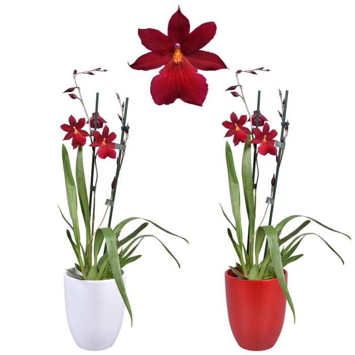 Cambria 'Nelly Isler' Red Velvet 2 tak met rood en wit keramiek, D 14