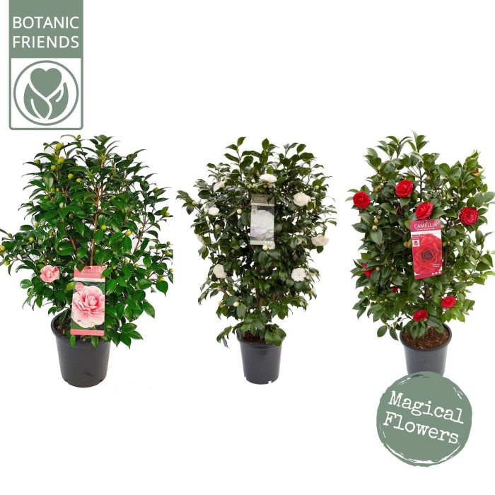 Camellia Mix, D 29